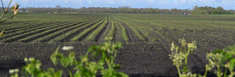 aardappelveld