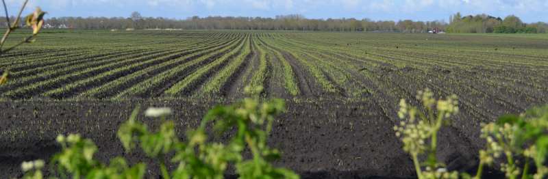 aardappelveld