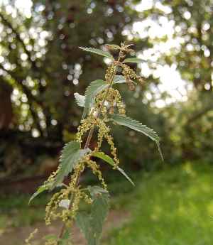 stinging nettle