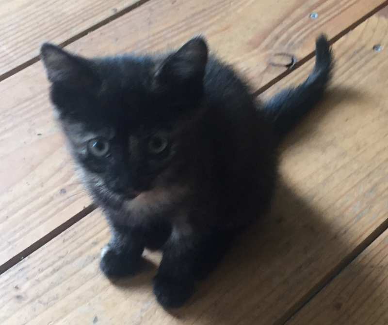 Chief
Feline
Affairs