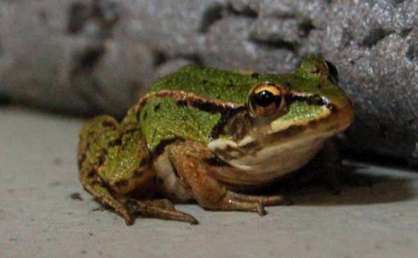 lil'froggy