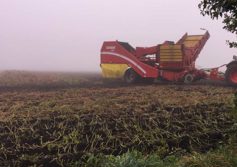 aardappels rooien