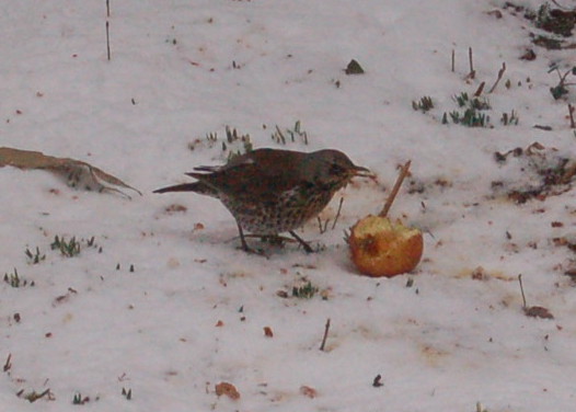 kramsvogel?